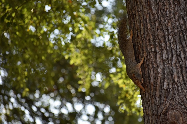 的自我剖析 的自我剖析